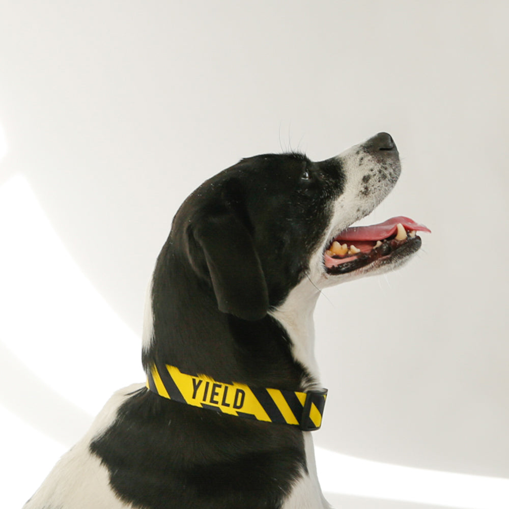 yellow black yield dog collar